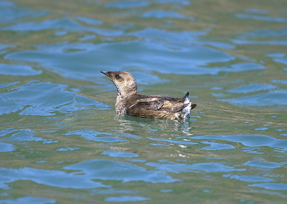 Adult Marbled Murrelet on the Oregon Coast adjacent to Oregon Islands National Wildlife Refuge, OR

Photo: Roy W. Lowe/USFWS