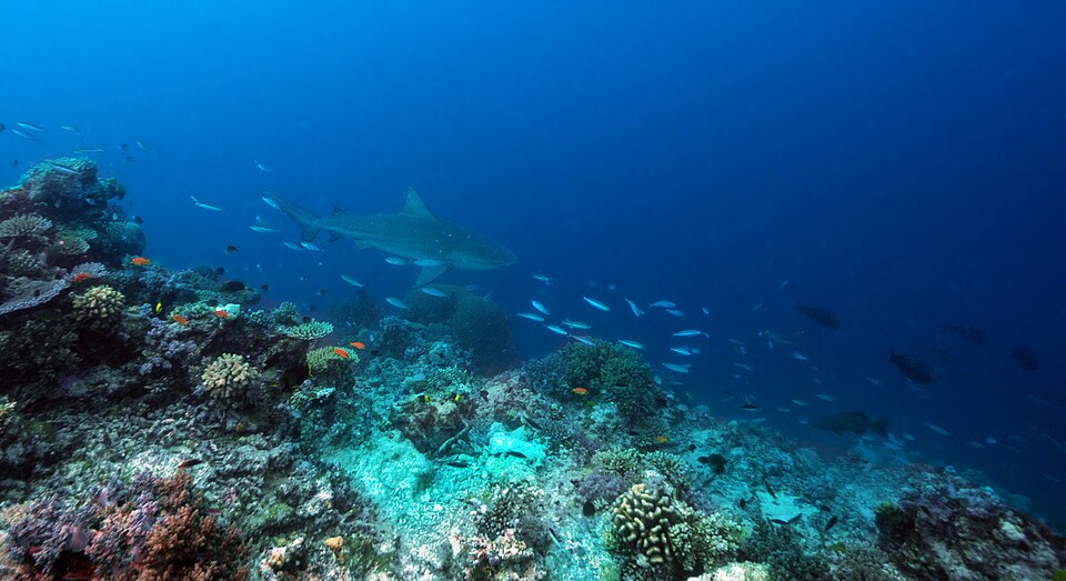 Bull shark at unnamed reef 12-127