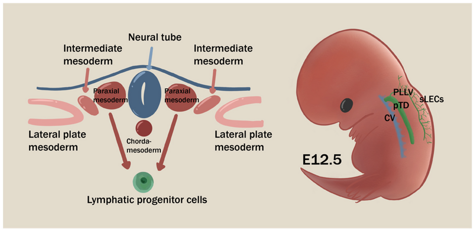 Figure 1. The origin of lymphatic progenitor cells and physiological lymphagiogenesis process at E12.5. Paraxial mesoderm is considered as the major source of lymphatic endothelium at E12.5. The accumulation of initial LECs first sprouts from cardinal vein (CV), then extends dorsally and lumenizes a