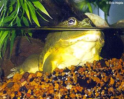 Afrikanischer Grabfrosch (Pyxicephalus adspersus)