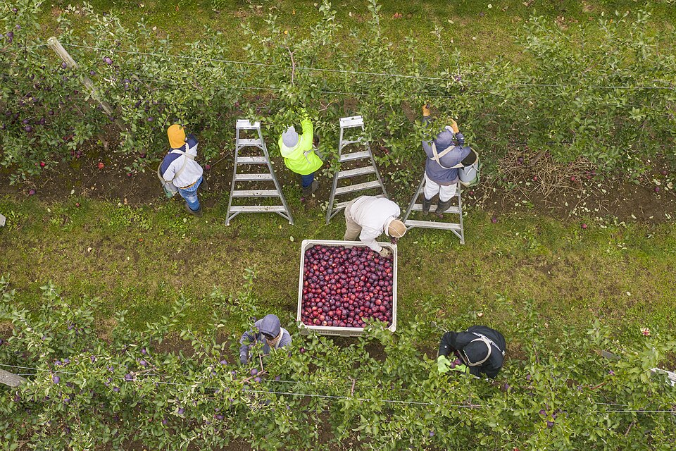 Farmworkers are up at sunrise for the morning harvest at Apex Farm apple orchards in Shelburne, Massachusetts, on October 16, 2019. USDA Photo by Lance Cheung.