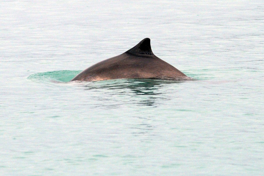 The dorsal fin of a harbor porpoise (Phocoena phocoena).