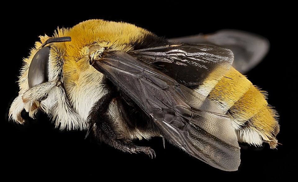 Scoop-Shaped Pores Help Plants Fire Pollen at Bees More Precisely