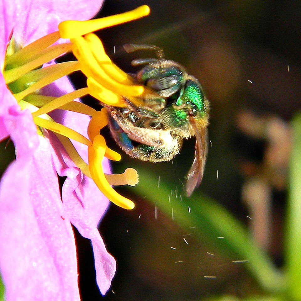 This little halictid bee is using sonication or "buzz pollination" to get pollen grains from a pale meadow beauty blossom. She grabs an anther and uses her flight muscles to rapidly vibrate the flower, dislodging the pollen grains. The process is very energetic and some of the errant pollen grains a