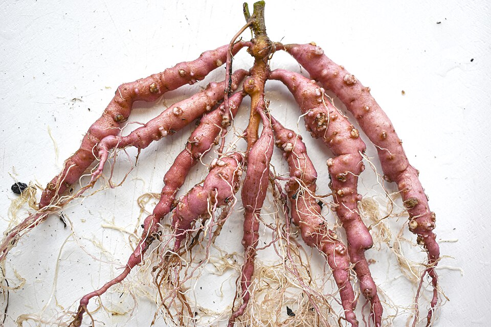 A sweet potato plant with galling, the abnormal enlargement or swelling of or on the root of a plant, is seen here at the U.S. Department of Agriculture (USDA) Agricultural Research Service (ARS), U.S. Vegetable Laboratory in Charleston, South Carolina, on January 28, 2021.
Research Plant Pathologis