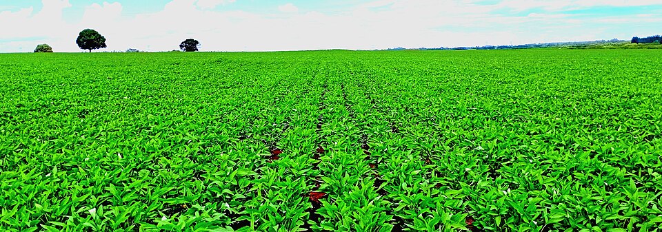 Zinc and Sulfur Found to Drive Higher Protein Content in Soybeans