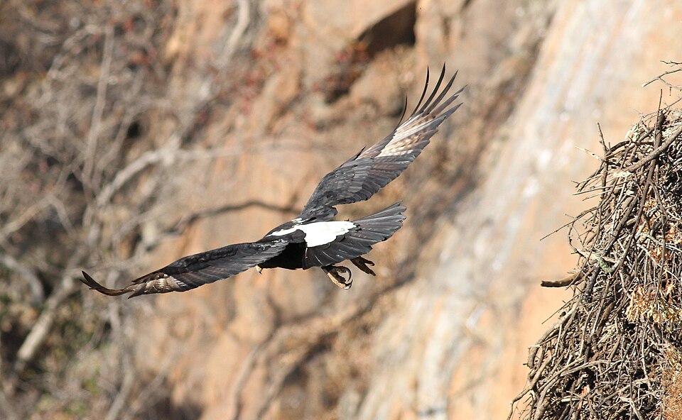 Verreaux's Eagles Filmed Spending Hours at Goat Carcass in Saudi Arabia