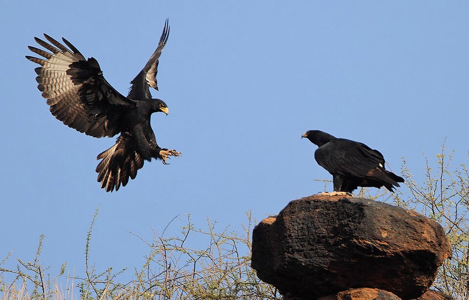 Image taken at Baringo cliffs, Lake Baringo, Kenya.