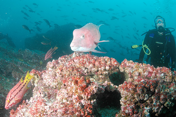 Galapagos Coral Records Show El Nino Events Now Strongest in 1,000 Years