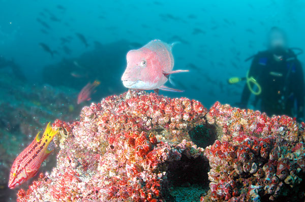 Diver, Hogfish and Parrotfish, Darwin Island, Galapagos Islands, Ecuador. Image taken by Clark Anderson/Aquaimages.