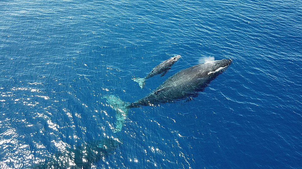 The cuteness here is over-whale-ming! Each winter, thousands of humpback whales visit the warm waters of Hawaiian Islands Humpback Whale National Marine Sanctuary to mate, give birth, and care for their newborns. Mothers and calves like this pair can often be seen swimming or resting at the surface.