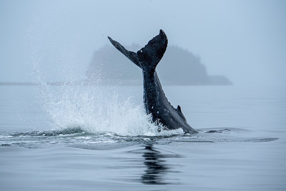 A humpback whale calf doing a tail lob on a very calm foggy day in SE Alaska, Juneau RD. USDA Forest Service photo by Harvey Hergett.