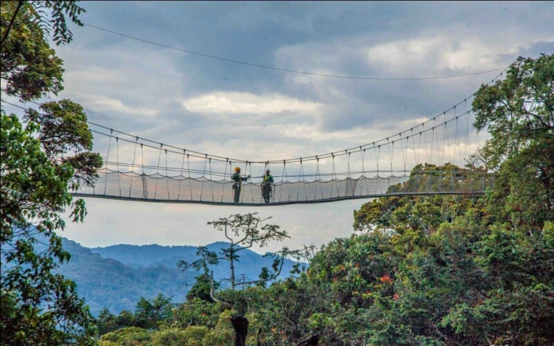 Canopy walk bridge used as a transport to move from one mountain to another in nyungwe national park.