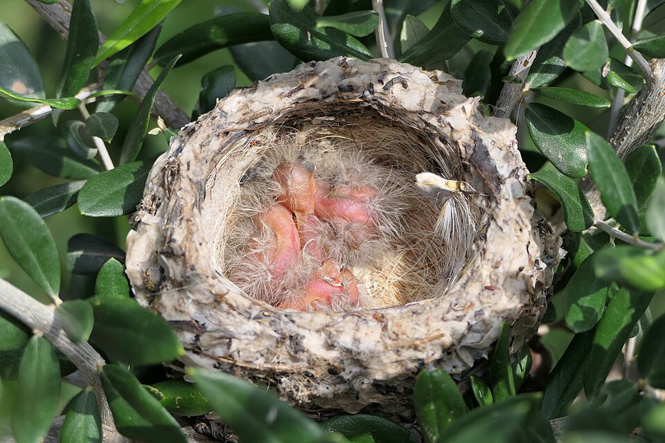 Old World sparrow's nest with newly hatched chicks on an olive tree. Sitia, Crete, Greece.