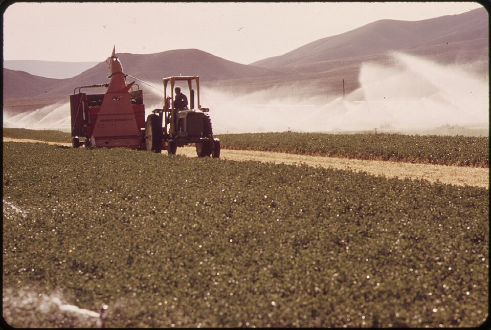 Strategic Irrigation Delays Boost Alfalfa Seed Yield in Five-Year Australian Trial