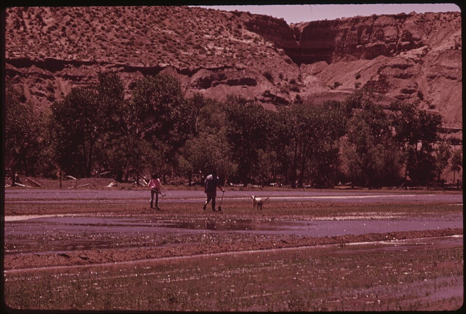 FIELD OF YOUNG ALFALFA AND OATS ON THE PYRAMID LAKE INDIAN RESERVATION. FIELD IS IRRIGATED BY MECHANICAL FLOODING - NARA - 553659