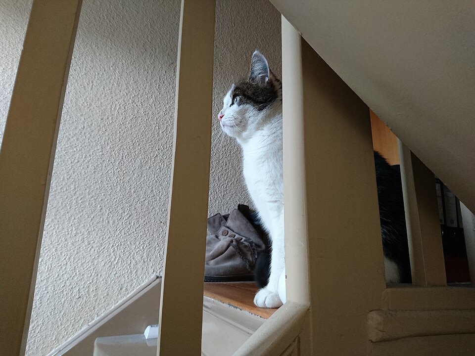 our cat in a daydream, probably mourning the loss of his girlfriend who died in a car accident a few days prior to the taking of this image
