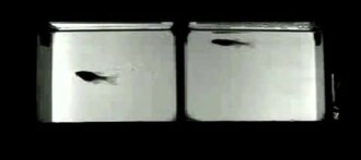 Increased Arousal Threshold during Rest Fish are stimulated with a 10-ms pulse of 1 V (onset of stimulation is shown by an infrared light dot on the left side of video). Note immediate reactivity of active fish (left), but not of immobile fish (right).