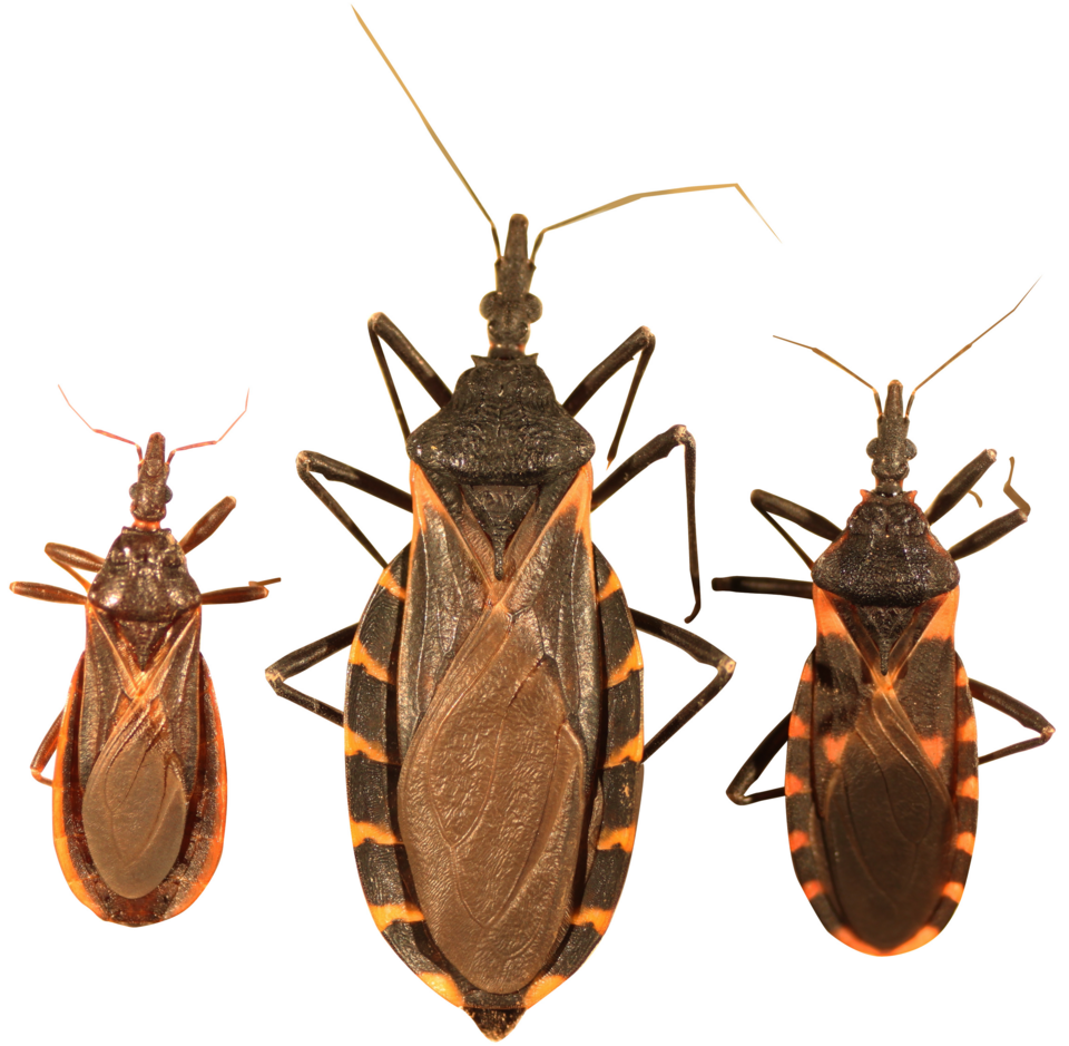 Kissing Bug Native to American Southwest Found Alive in Portugal Hotel