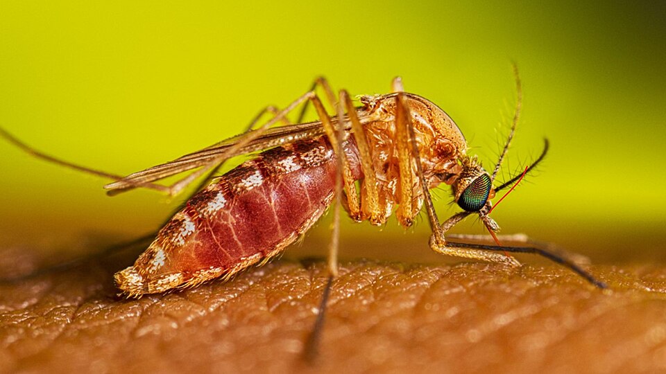 A female mosquito of the genus Culex takes a meal of blood from a human.