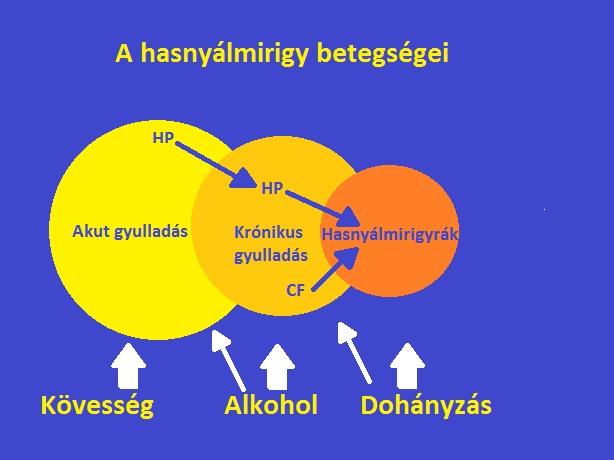 A hasnyálmirigy megbetegedései közötti összefüggések