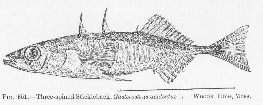 Three-spined Stickleback, Gasterosteus aculeatus L. Woods Hole, Mass.
Subject: Threespine stickleback
Tag: Fish