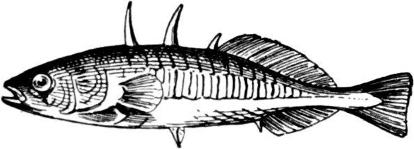 Stickleback Fish Coordinate More Closely When Water Becomes Murky
