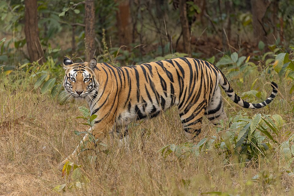 Bengal tiger (Panthera tigris tigris, Felidae, Carnivora) in Sanjay Dubri Tiger Reserve, Madhya Pradesh, India.