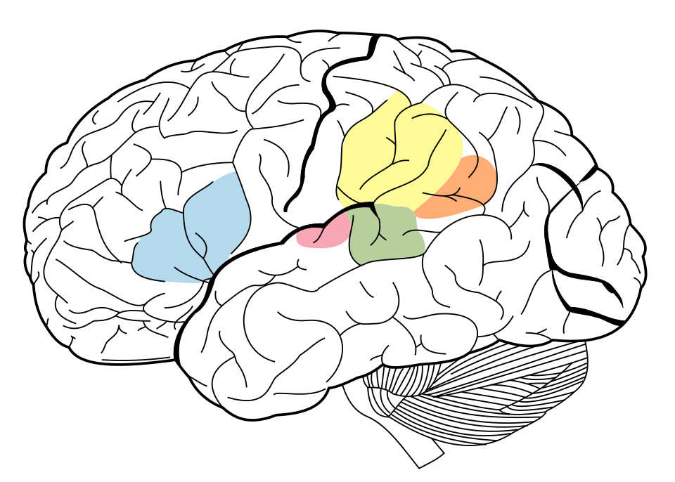 Diagram of human brain showing surface gyri and the primary auditory cortex