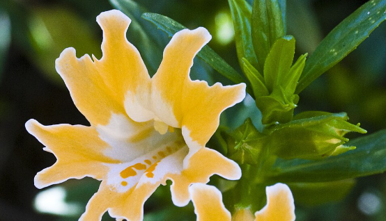 Yellow Monkeyflower's Salt Resistance Offers Clues for Crop Development