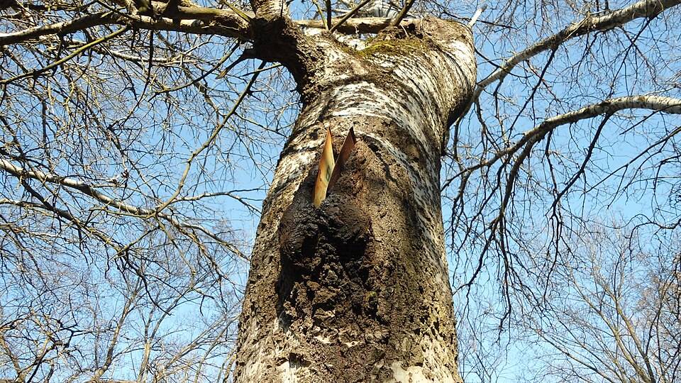 Trees Grow a Biological Muscle to Straighten Their Own Bent Stems