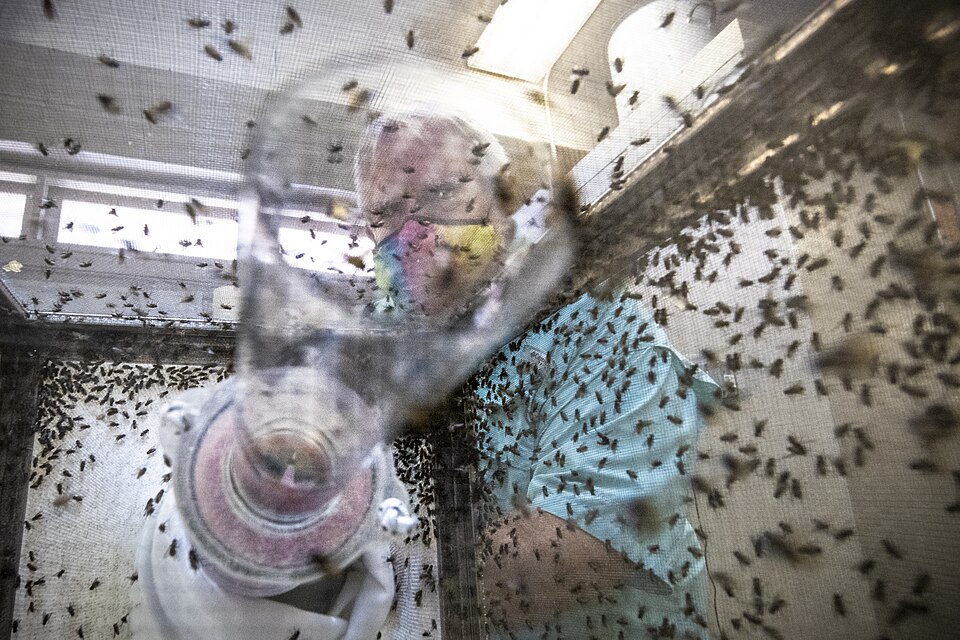 U.S. Department of Agriculture (USDA) Agricultural Research Service (ARS) Research Entomologist Christopher (Chris) Geden, PhD., uses a vacuum device to gently collect adult flies for studies about the effect of artificial sweeteners and fungal pathogens on them at the ARS Center for Medical, Agricu