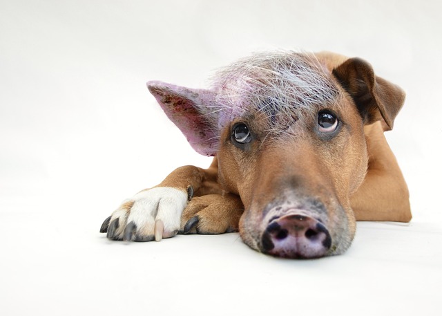 Genetically Modified Pig Kidney Kept Patient Off Dialysis for Nine Months