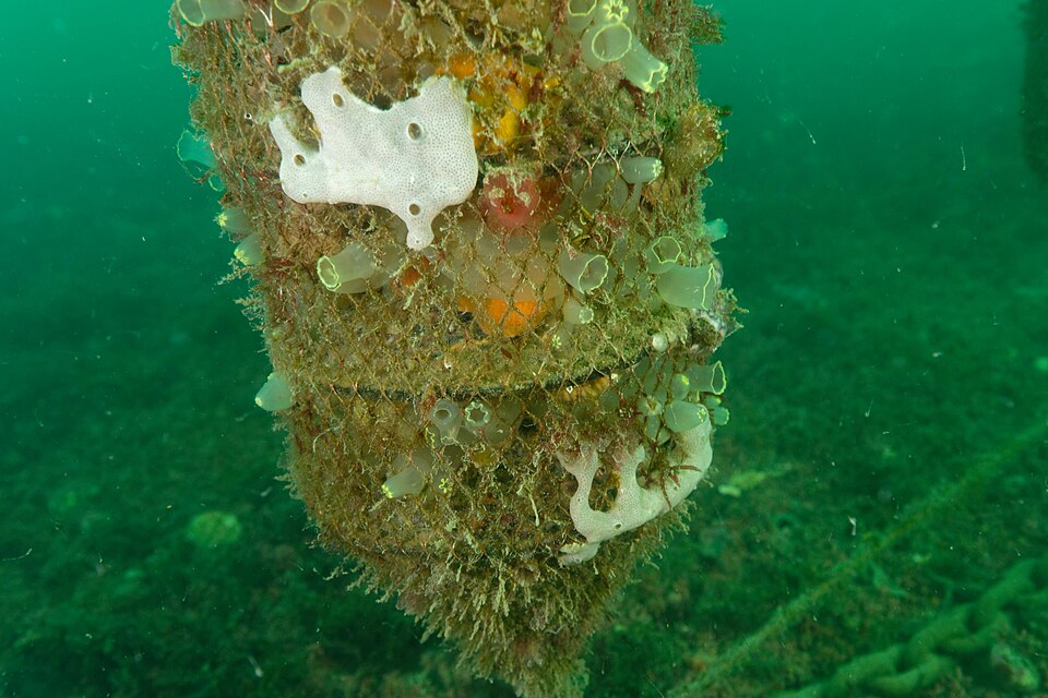 Colonization by ascidians and sponges of black scallop growth devices, submerged for 5 months in Brest harbor as part of the MaSCoET project.