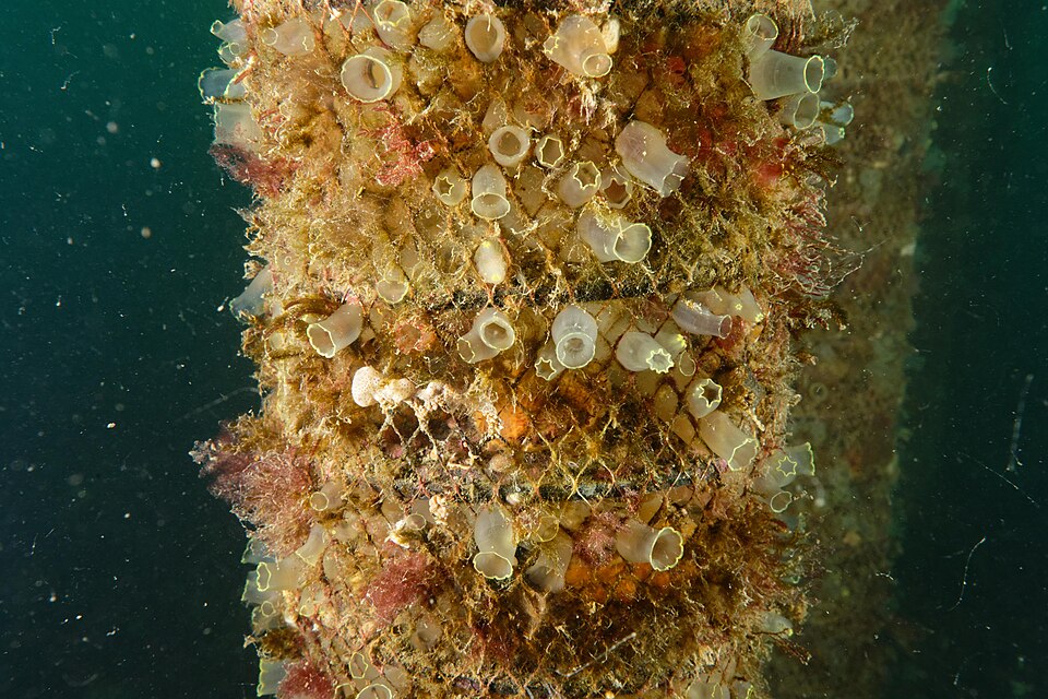 Colonization by ascidians and sponges of black scallop growth devices, submerged for 5 months in Brest harbor as part of the MaSCoET project.