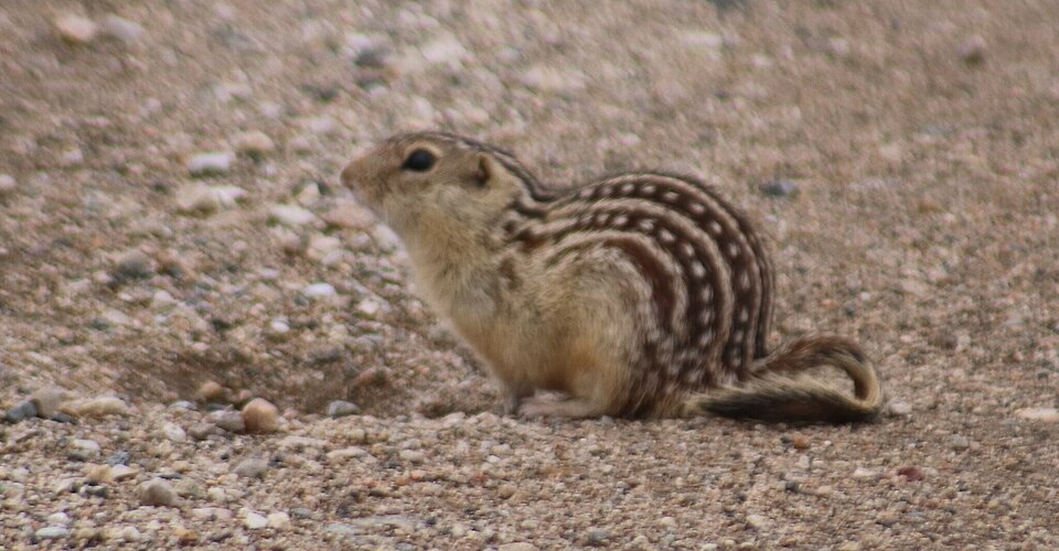 Hibernating Squirrels Can Feel Touch at Near-Freezing Temperatures, Study Finds