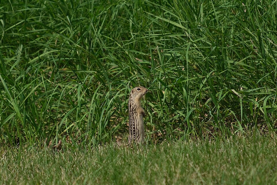 Thirteen-Lined Ground Squirrel Ictidomys tridecemlineatus, Rydell National Wildlife Refuge, Polk County, Minnesota, USA