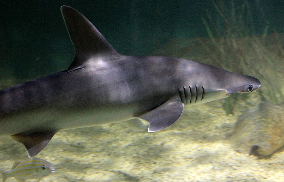 Different types of fishes
The smallest member of the Hammerhead family. Sphyrna tiburo.