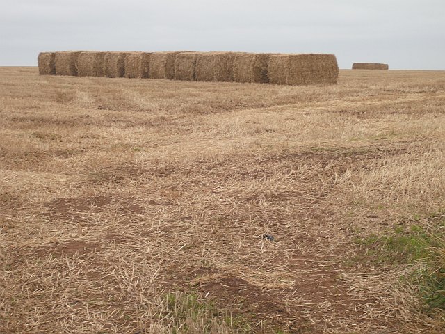 A line up of square bales, Kinaldie "Square" bales, which are of course square in cross section. The modern ones are huge and manipulated by machine unlike the man hauled traditional bales which were much smaller.  Sometimes the small bales came out of the baler shortened, even as cubes. These were