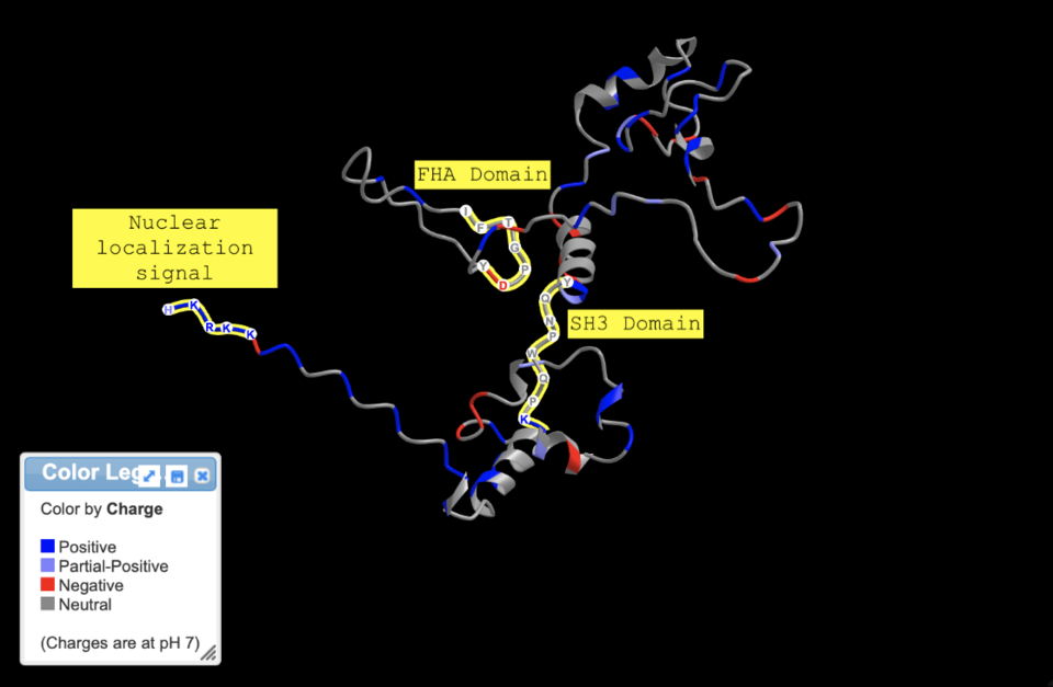Annotations of predicted FHA domain and SH3 domain, along with NLS signal, on tertiary structure of C4orf45 predicted by AlphaFold