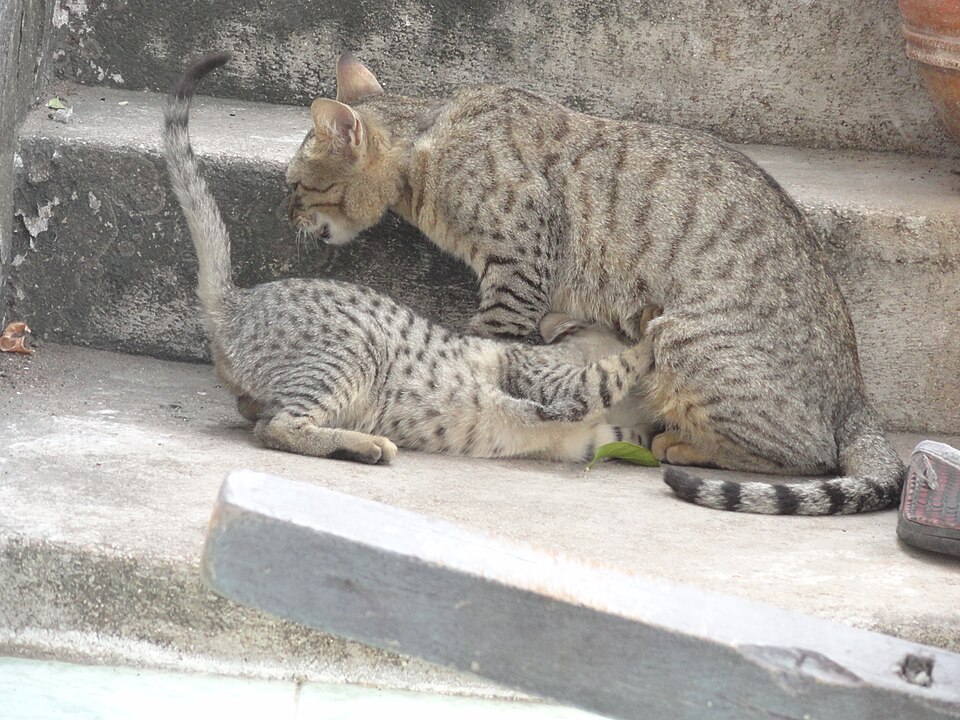 cat milking to its child