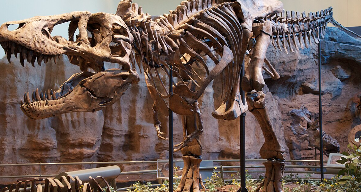 Tyrannosaurus Rex Was Warm-Blooded, Study Finds