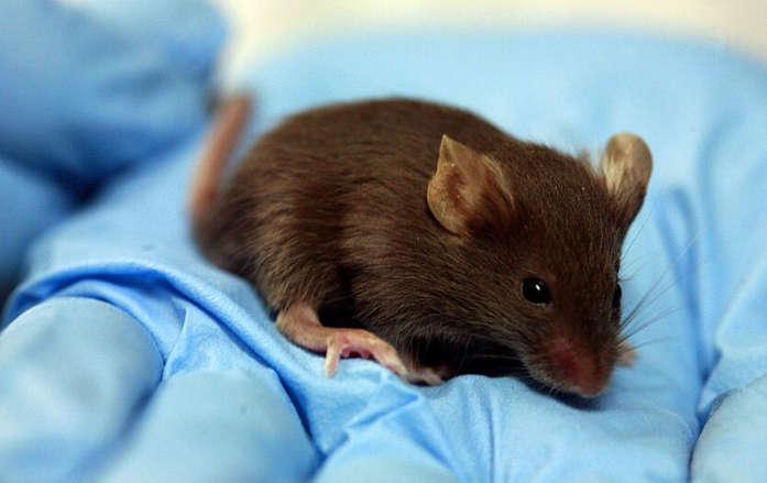 Scientists Transplant Human Brain Tissue Into Mice