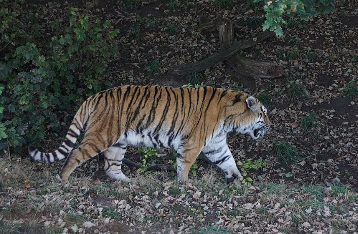 Amur Tiger, Yorkshire Wildlife Park