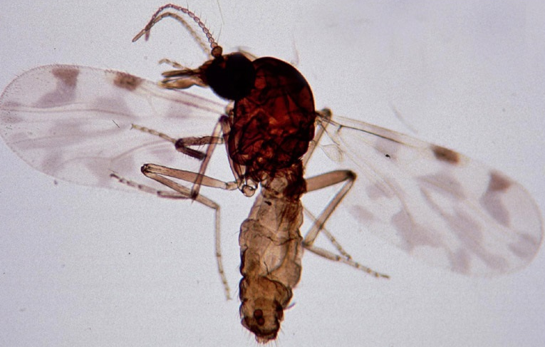 Culicoides-imicola-biting-midge