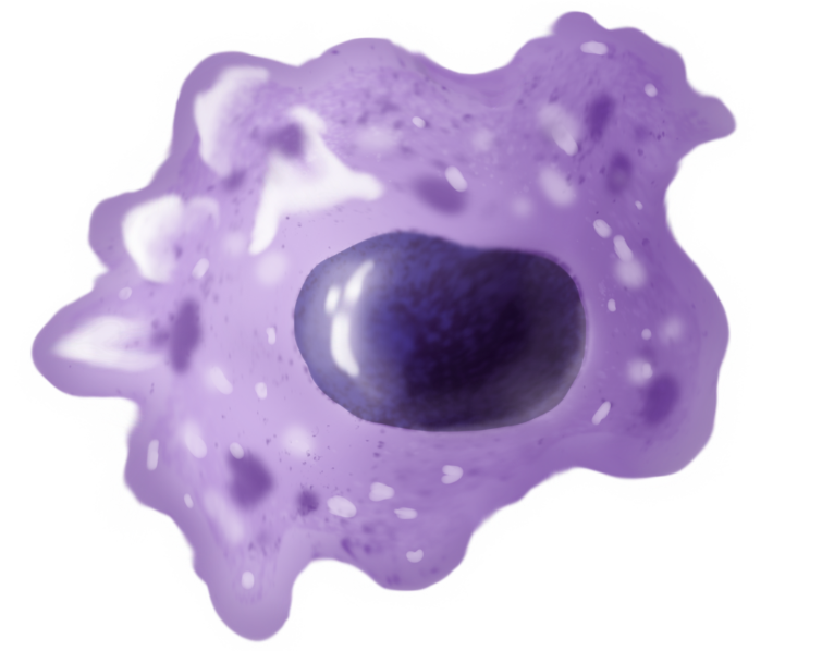 Giemsa Stain Macrophage Illustration